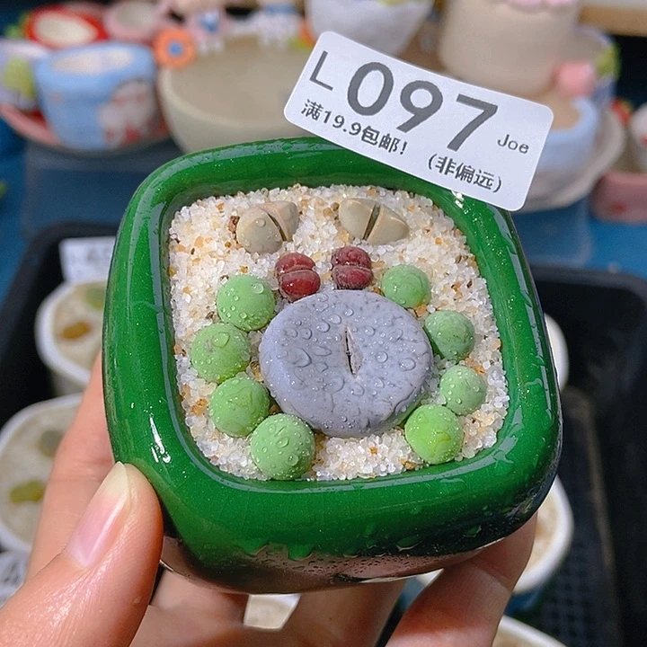 大舅生石花肉锥多肉097