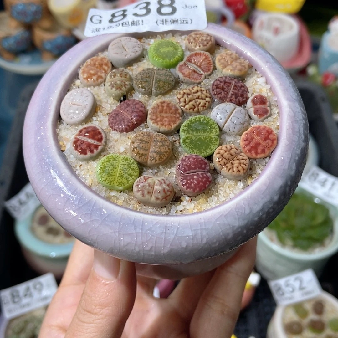 大舅生石花肉锥多肉838