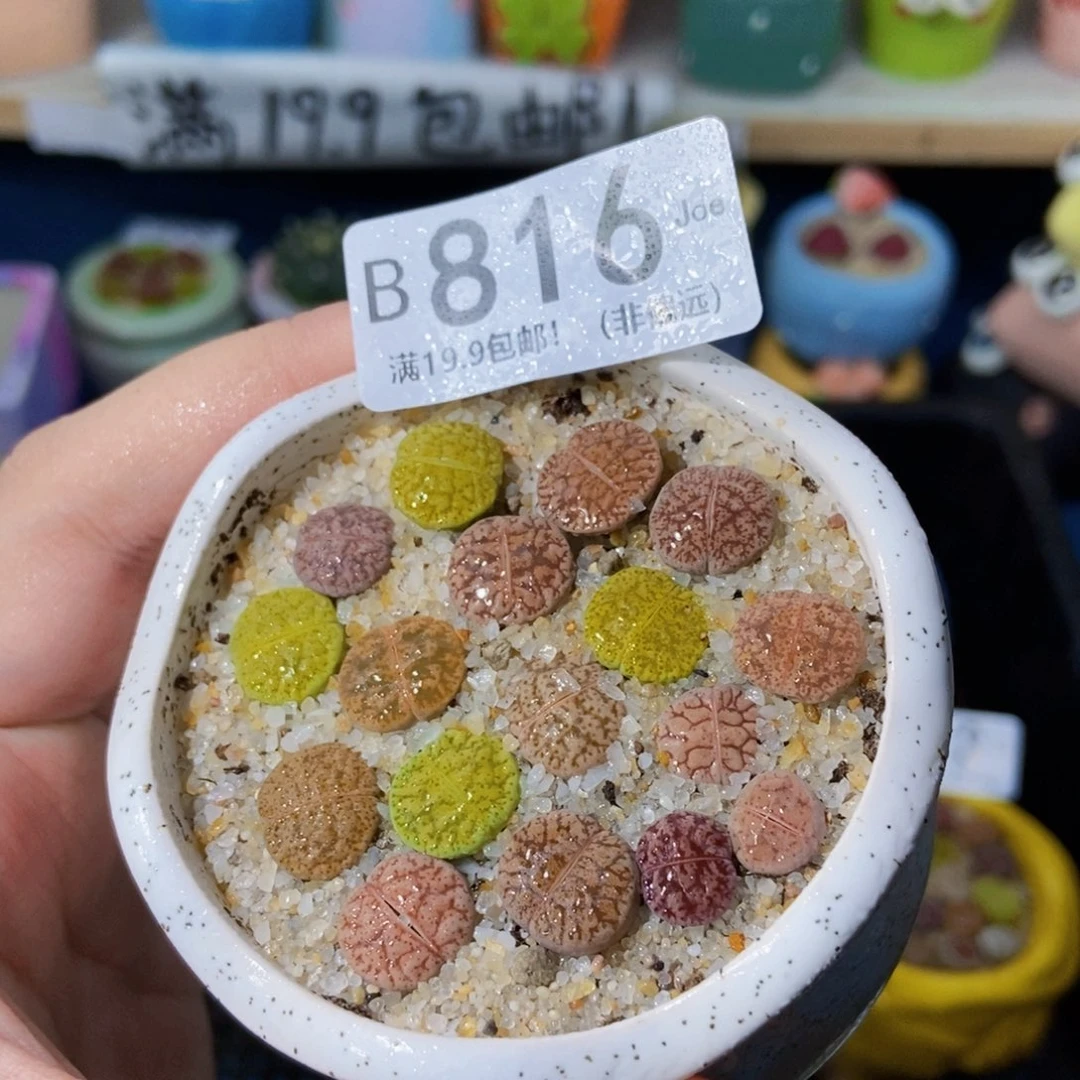 大舅生石花肉锥多肉816