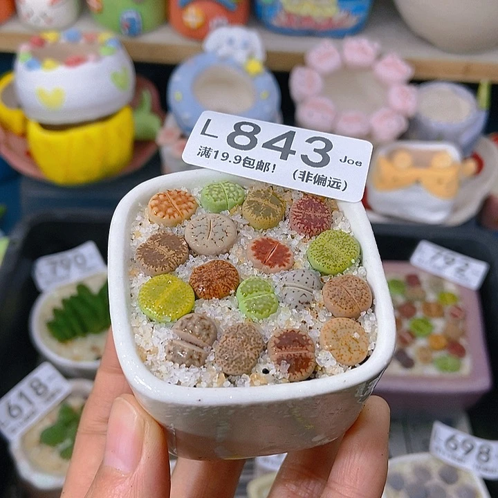 大舅生石花肉锥多肉843