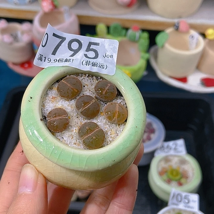 大舅生石花肉锥多肉795