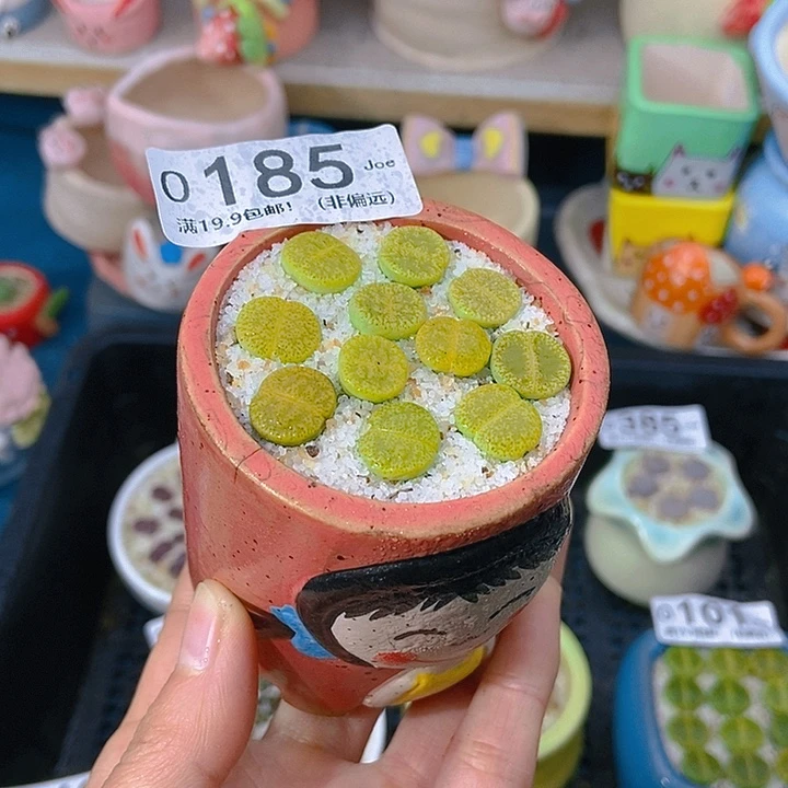 大舅生石花肉锥多肉185