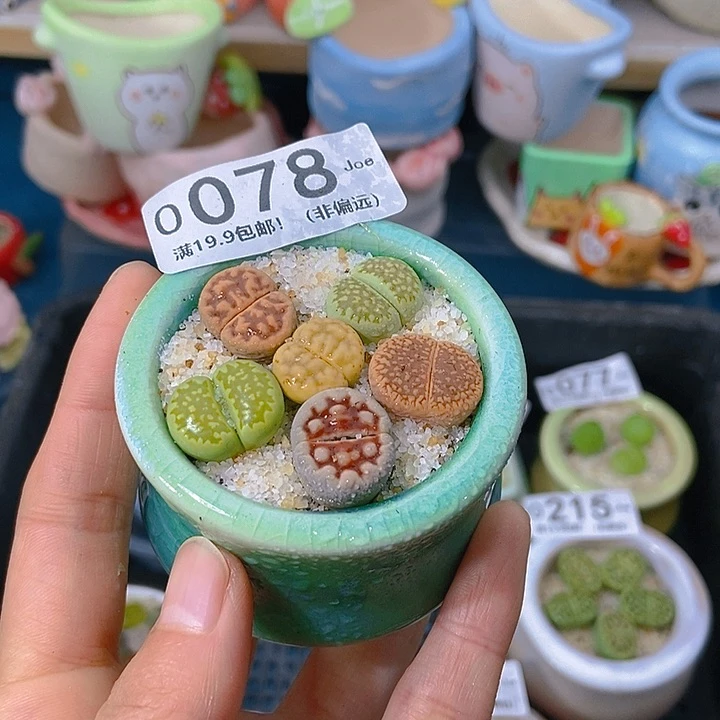 大舅生石花肉锥多肉078
