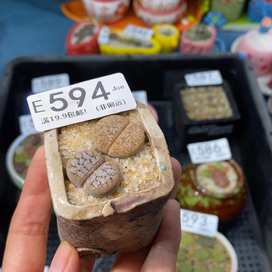 大舅生石花肉锥多肉594