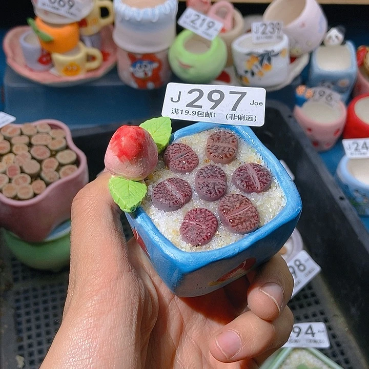 297大舅生石花肉锥