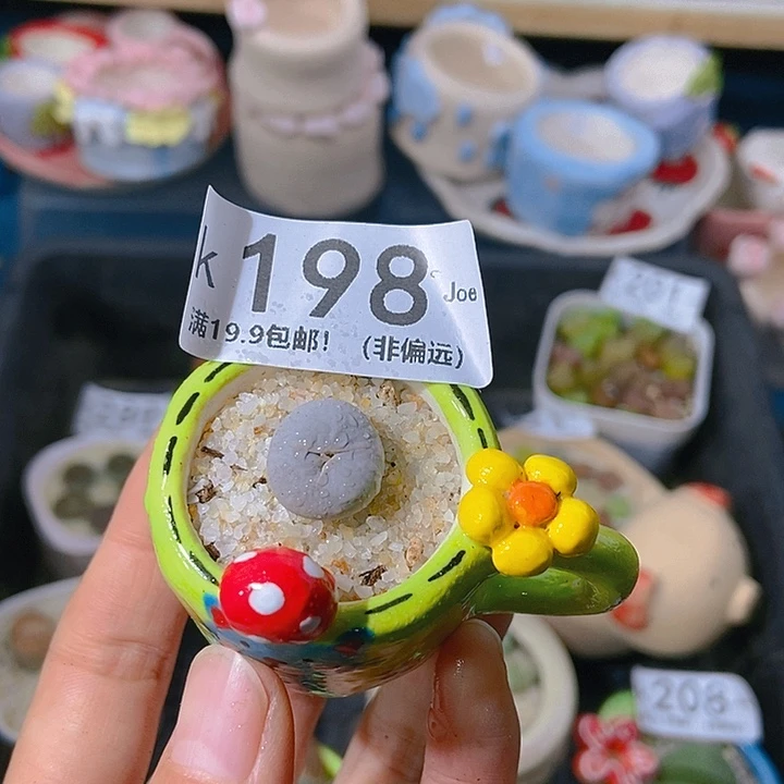 大舅生石花肉锥多肉198