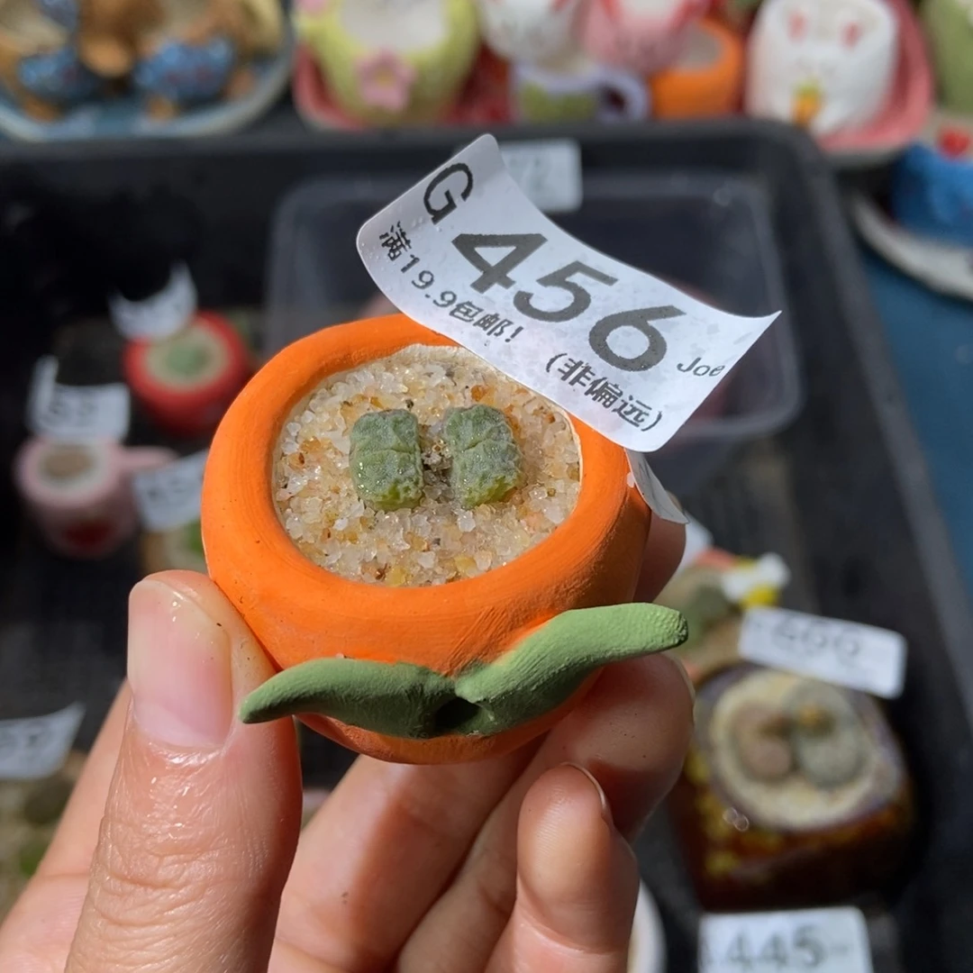 大舅生石花肉锥多肉456