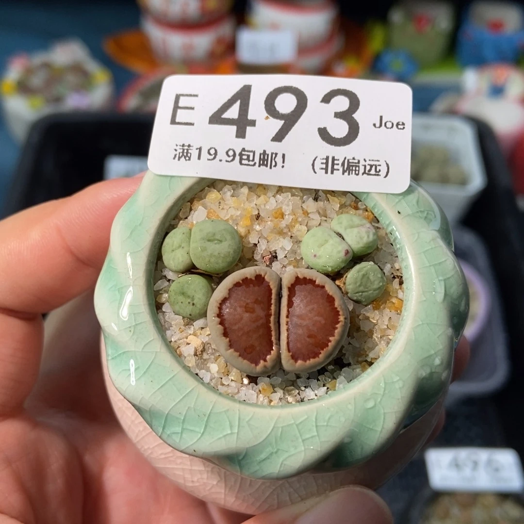 大舅生石花肉锥多肉493