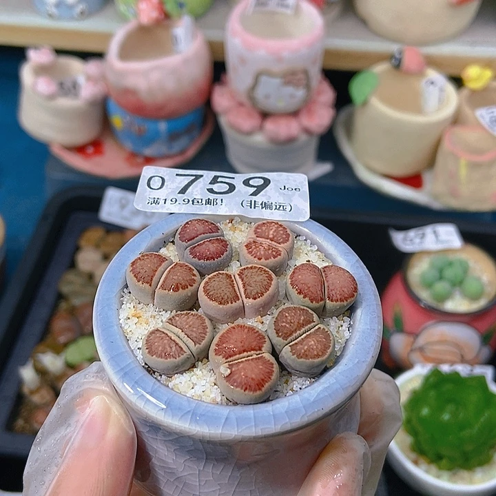 大舅生石花肉锥多肉759