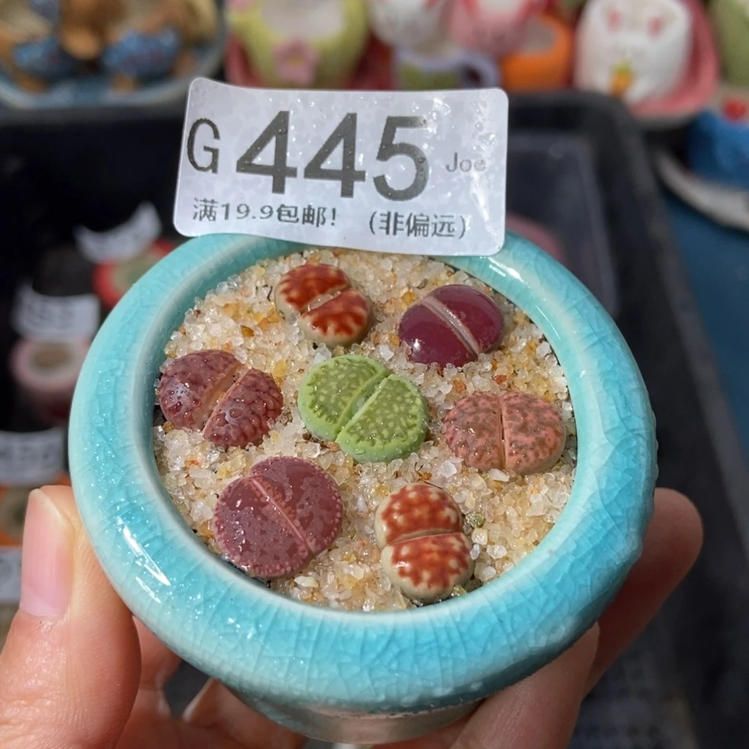 大舅生石花肉锥多肉445