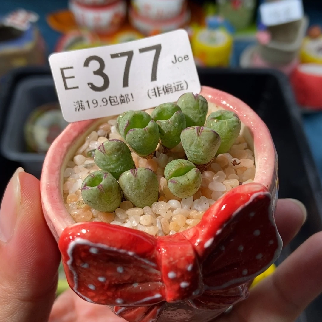 大舅生石花肉锥多肉377