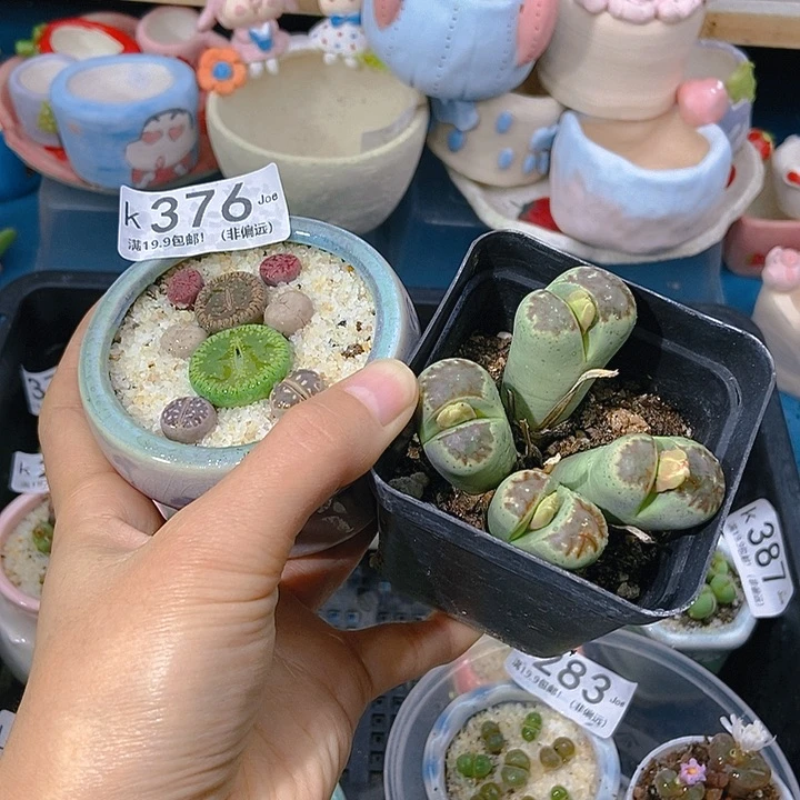 懒**?大舅生石花肉锥多肉376