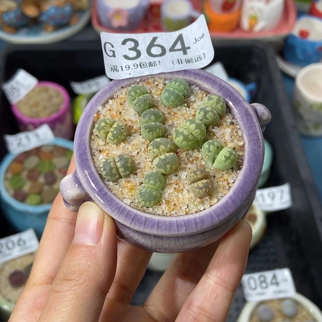 大舅生石花肉锥多肉364