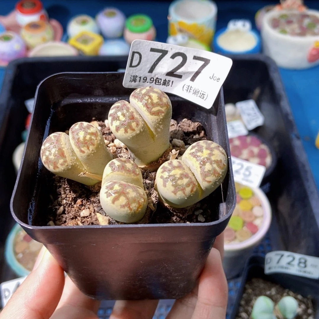 大舅生石花肉锥多肉727