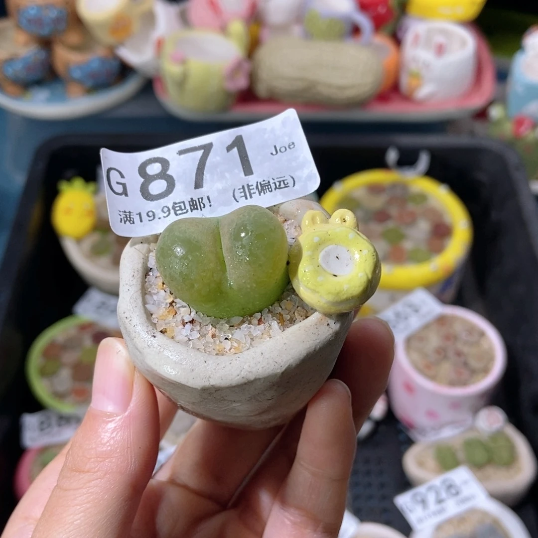 大舅生石花肉锥多肉871