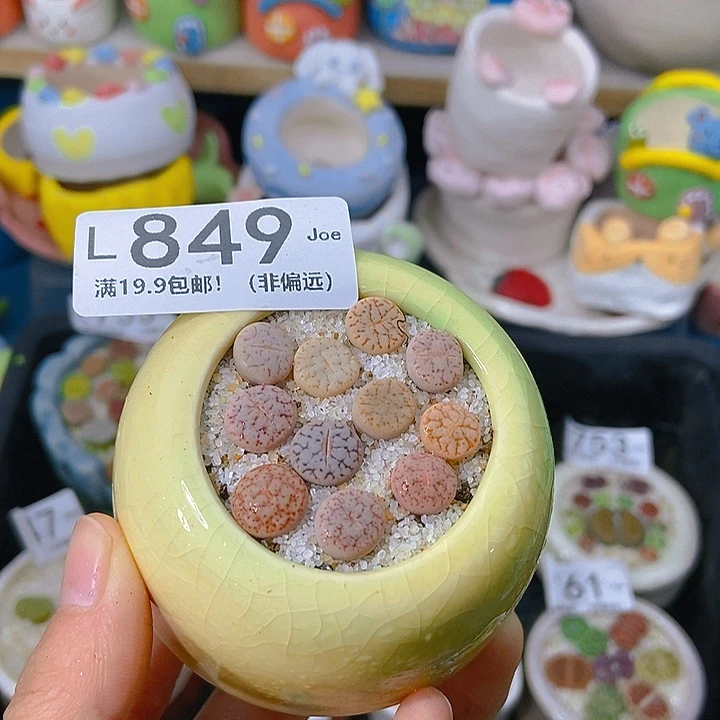 大舅生石花肉锥多肉849