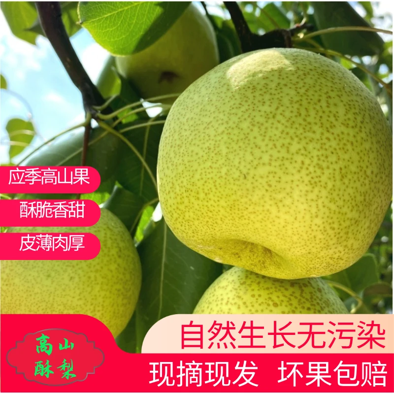陕西高山酥梨酥脆多汁香甜可口皮薄肉厚新鲜直发