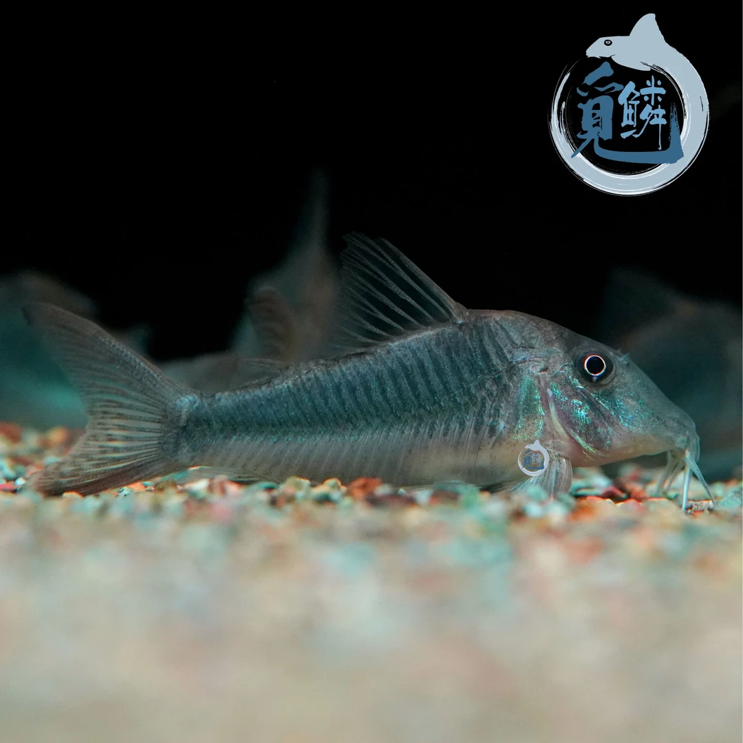 觅鳞南美自然流域一条包邮崔弟鼠鱼热带鱼观赏鱼