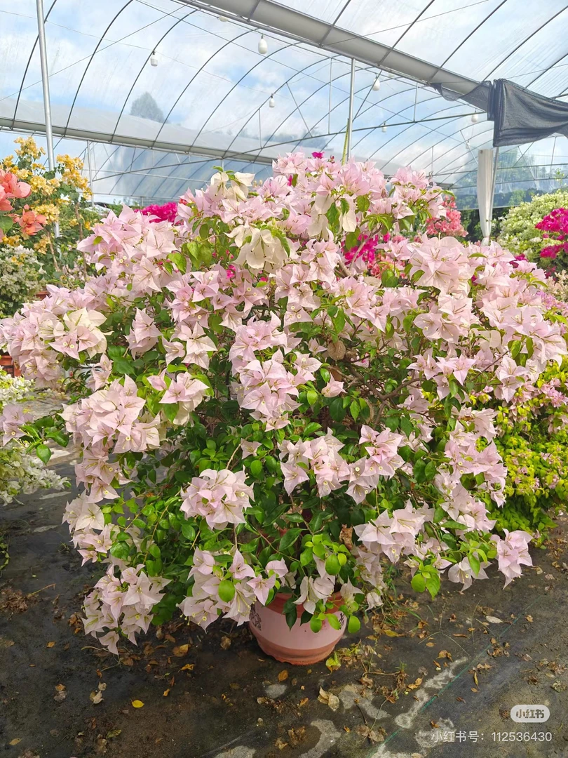 粉天使盆景专拍！