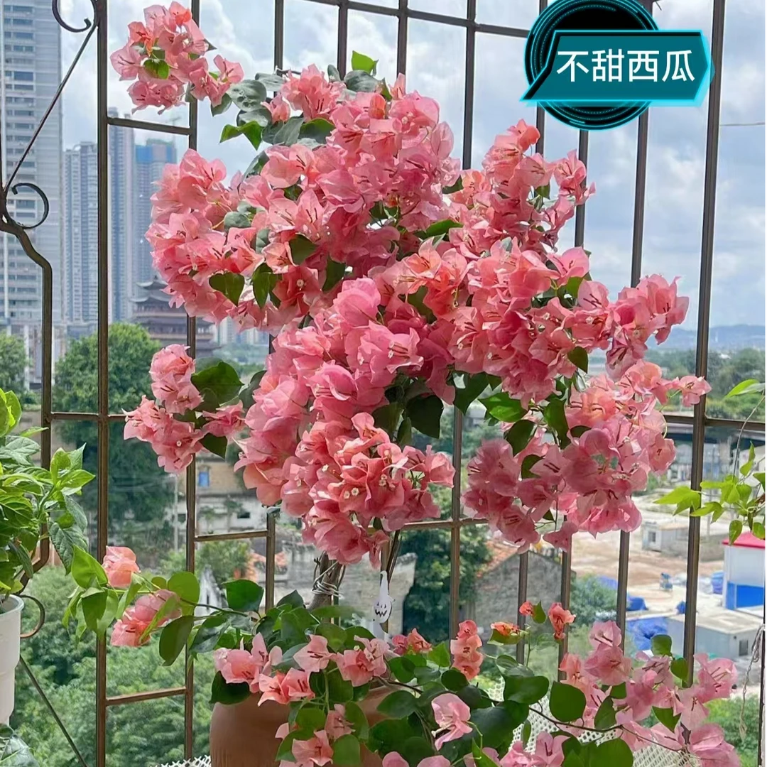 不甜西瓜盆景专拍