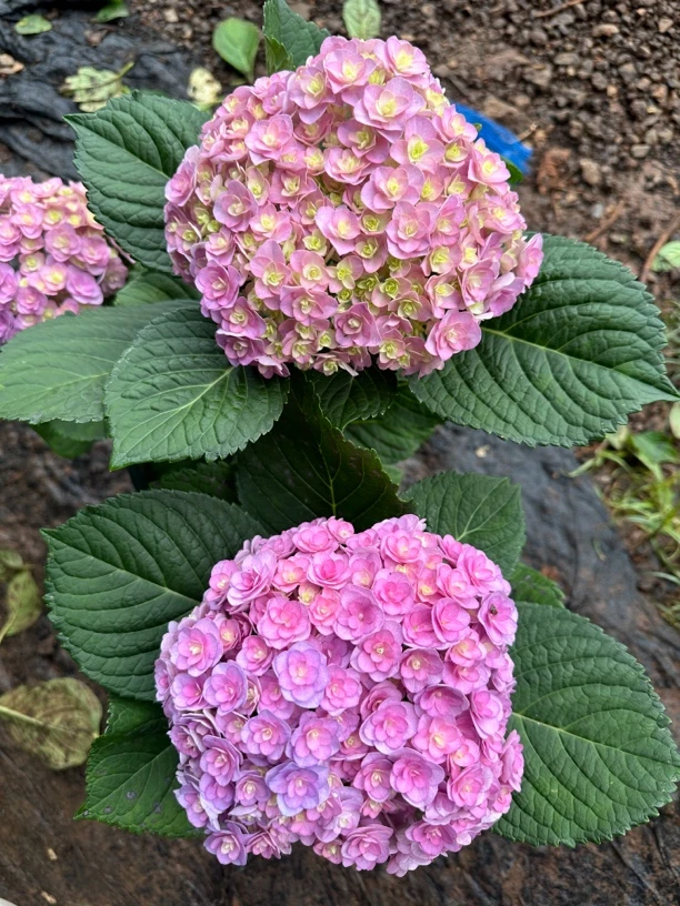 露天一加仑盆重瓣太阳神殿粉紫系列带花带盆发货好看好养露天阳台