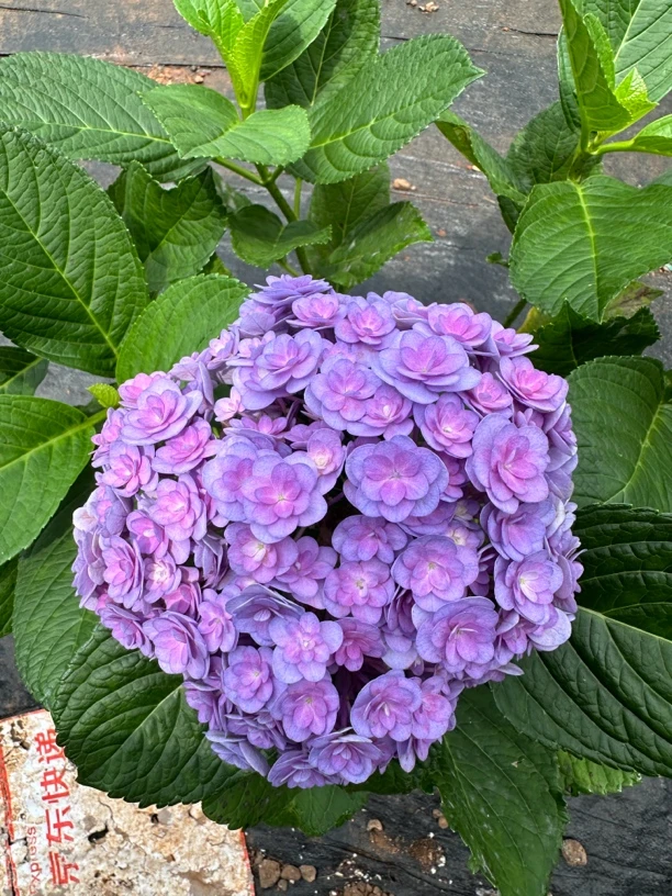 重瓣纯露天一加仑盆太阳神殿粉紫色 带花带盆好看好养耐热耐寒