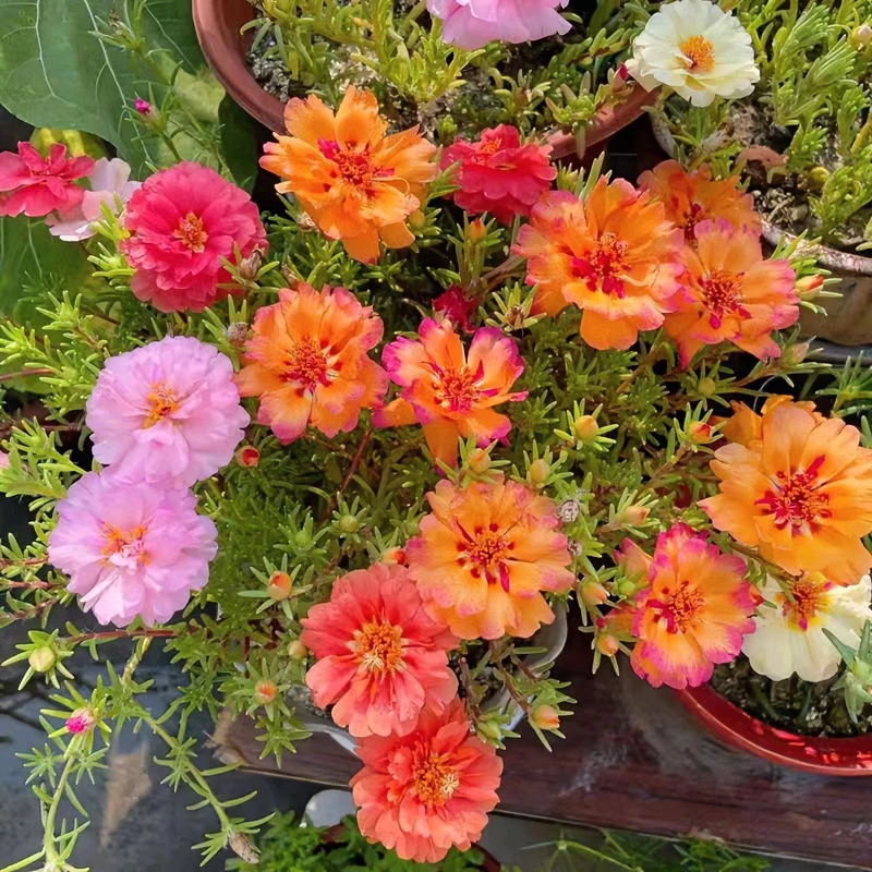 重瓣太阳花苗大花宿根耐热植物盆栽花卉阳台四季开花带根花苞易活