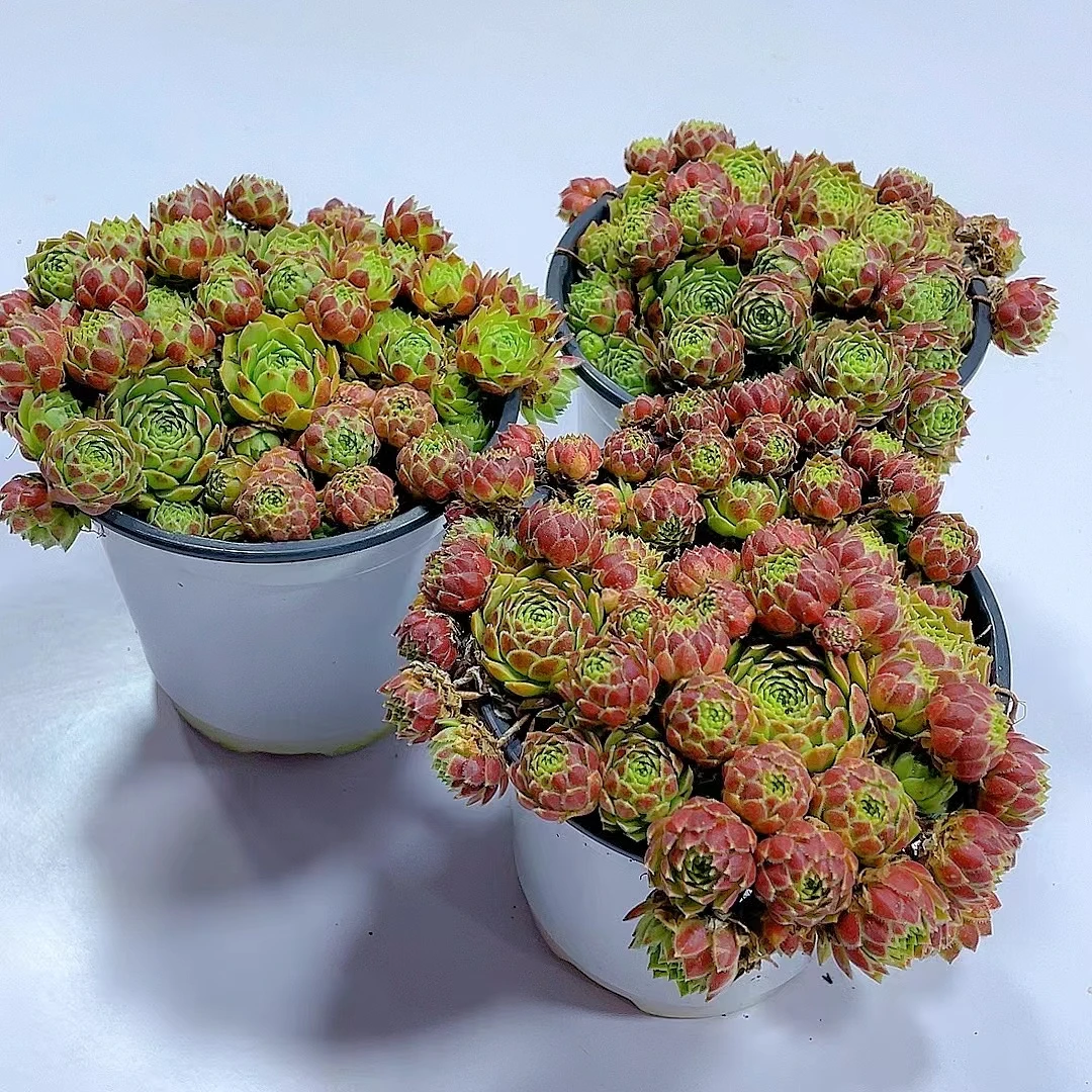 沙漠植物 长生草 拍一发二 【带盆发】多肉植物 好看  好养