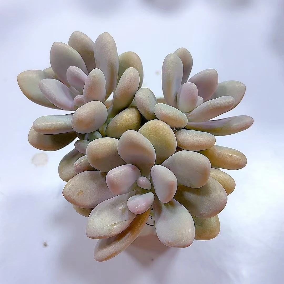 桃蛋 【脱土发】多肉植物  好看  好养