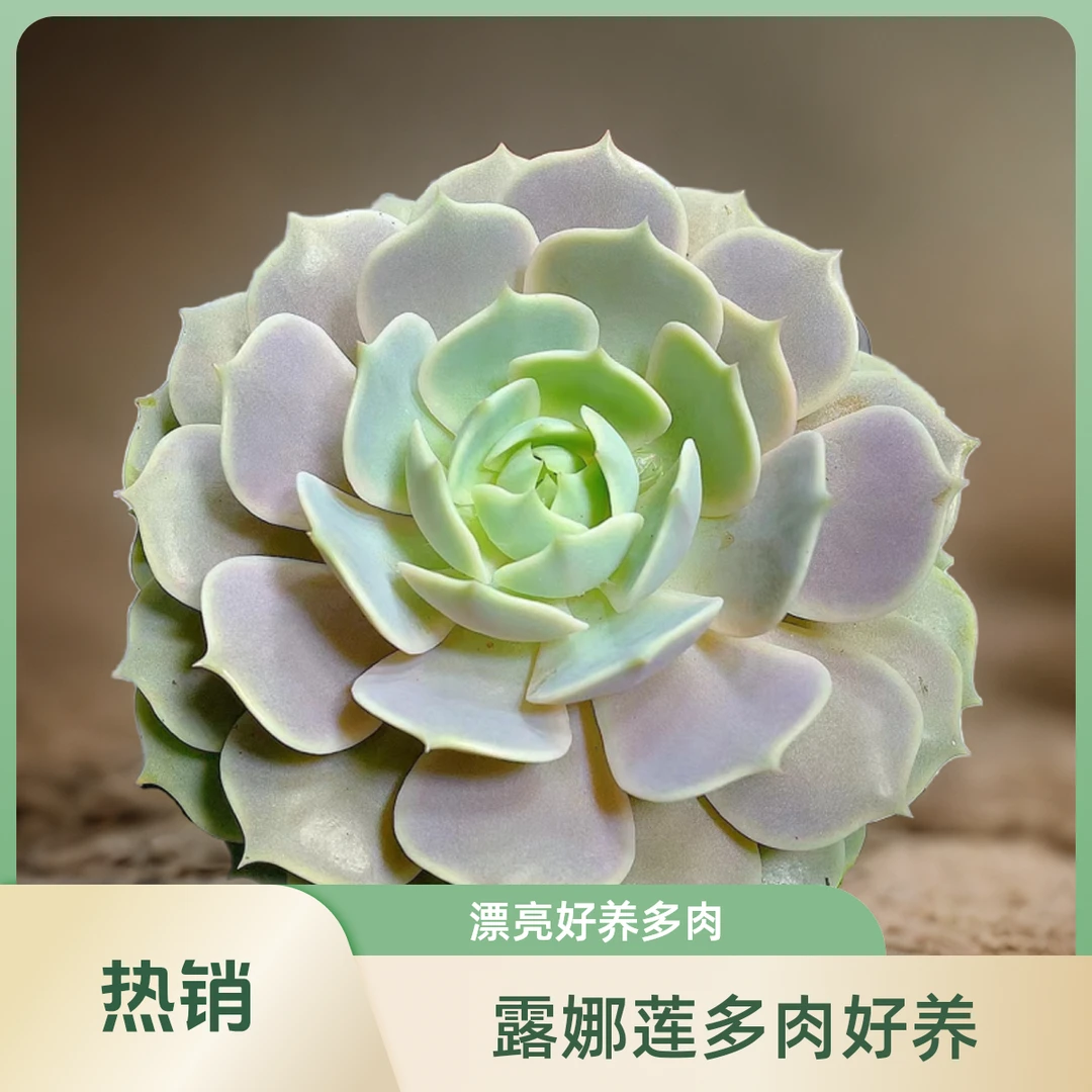 露娜莲120 【脱土发】多肉植物 好看 好养