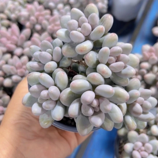 汤圆多肉。植物。