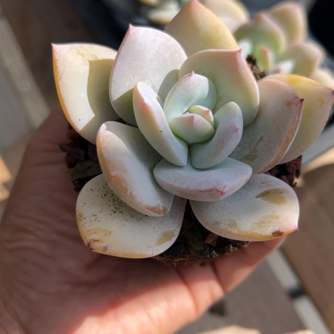【闪购商品】抹茶 多肉