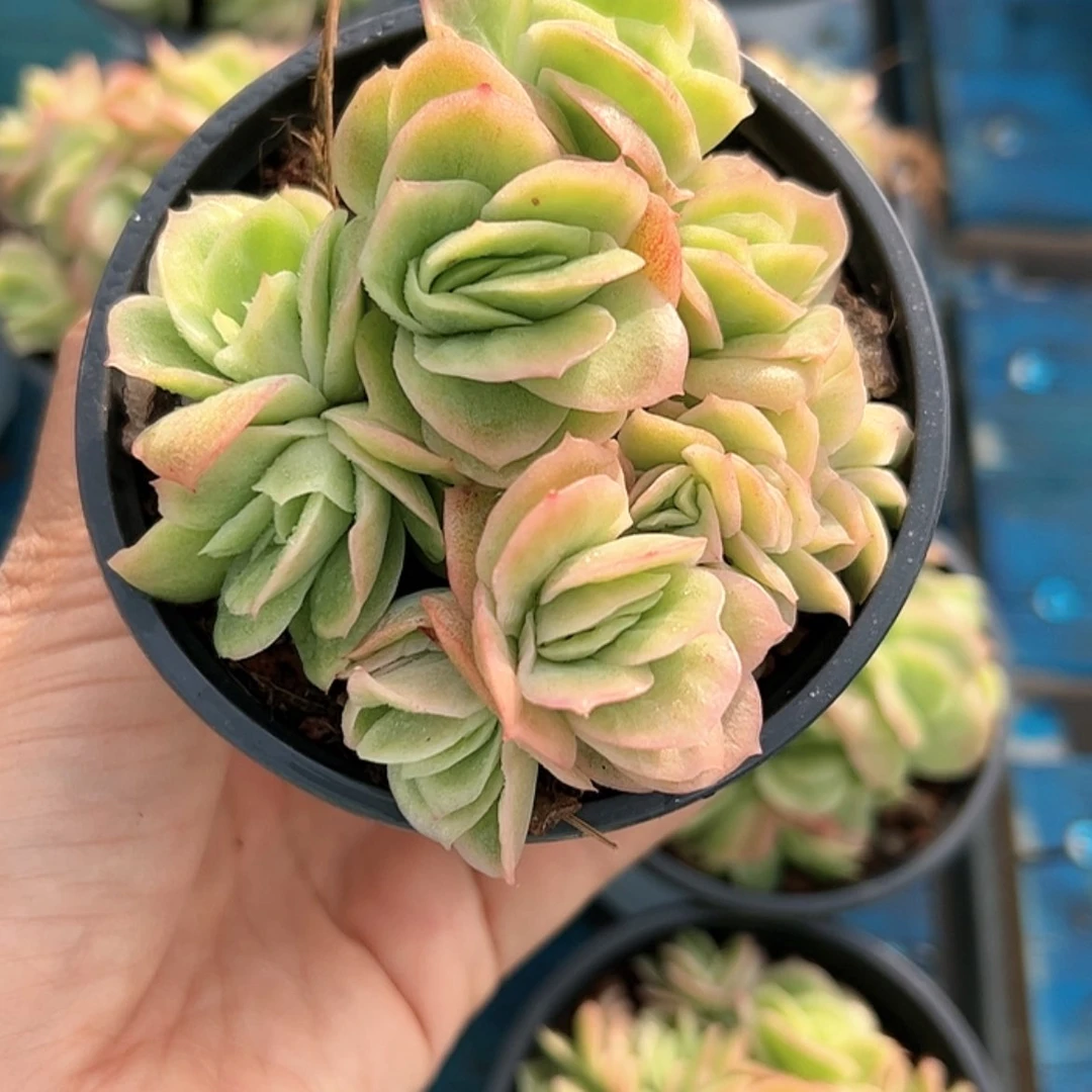 【闪购商品】冰玫瑰锦多肉
