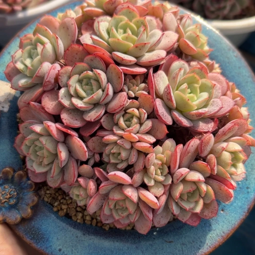 【闪购商品】凌波仙子 多肉