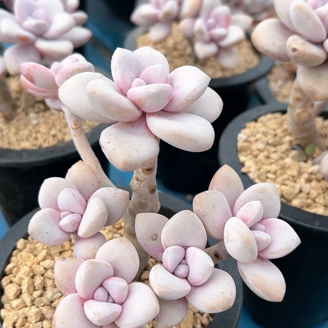 【闪购商品】桃爽 多肉