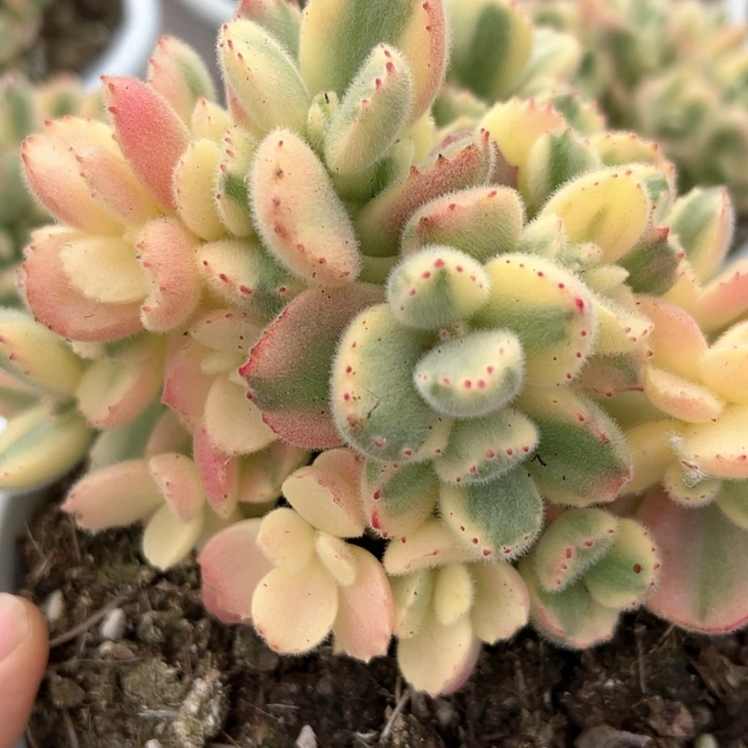 【闪购商品】熊锦 多肉 稀有