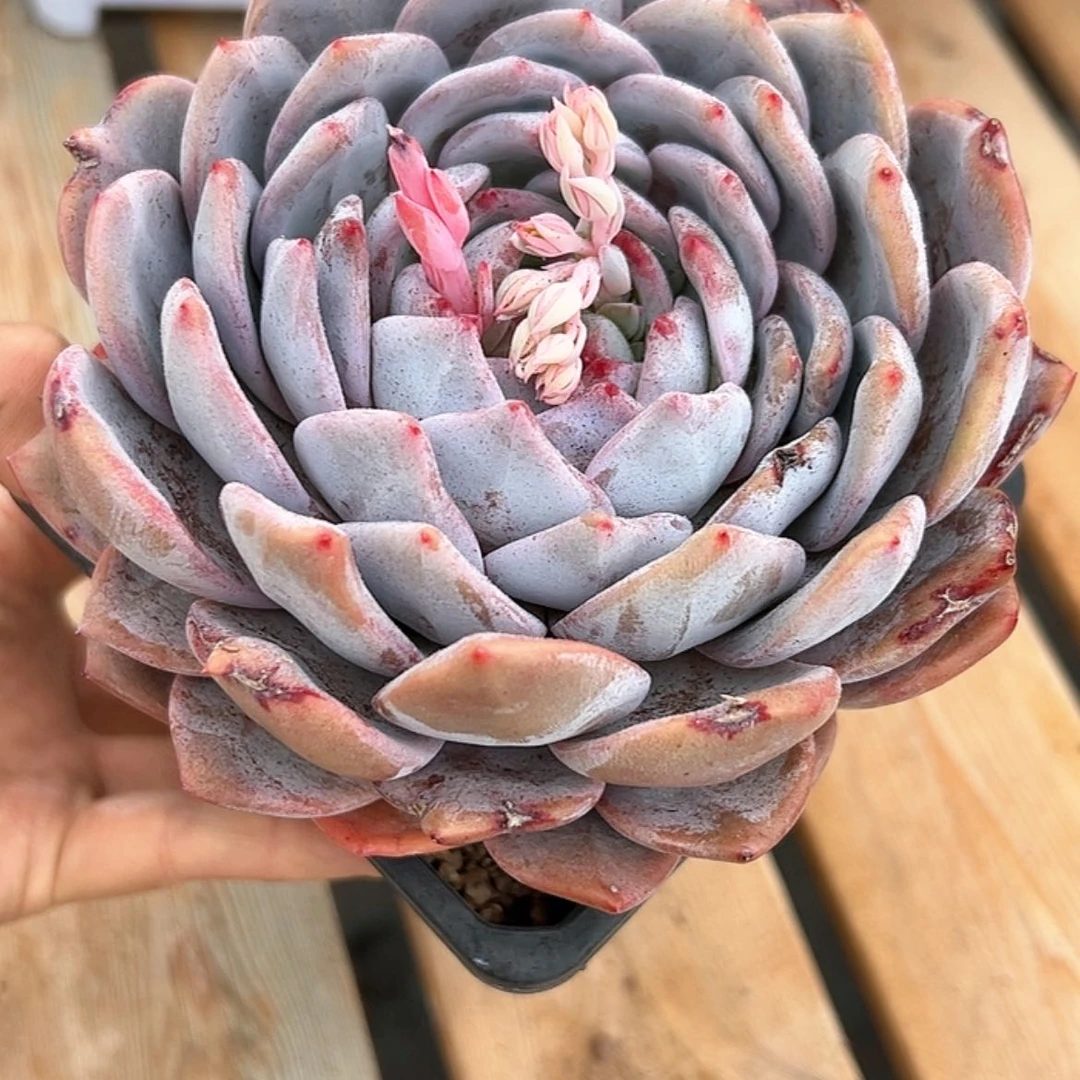 【闪购商品】橙子 瑕疵 多肉