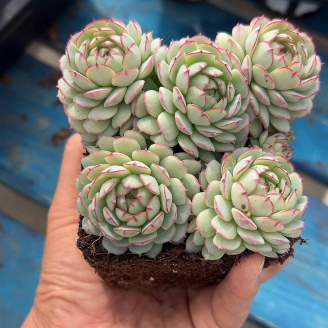 【闪购商品】小红船 多肉