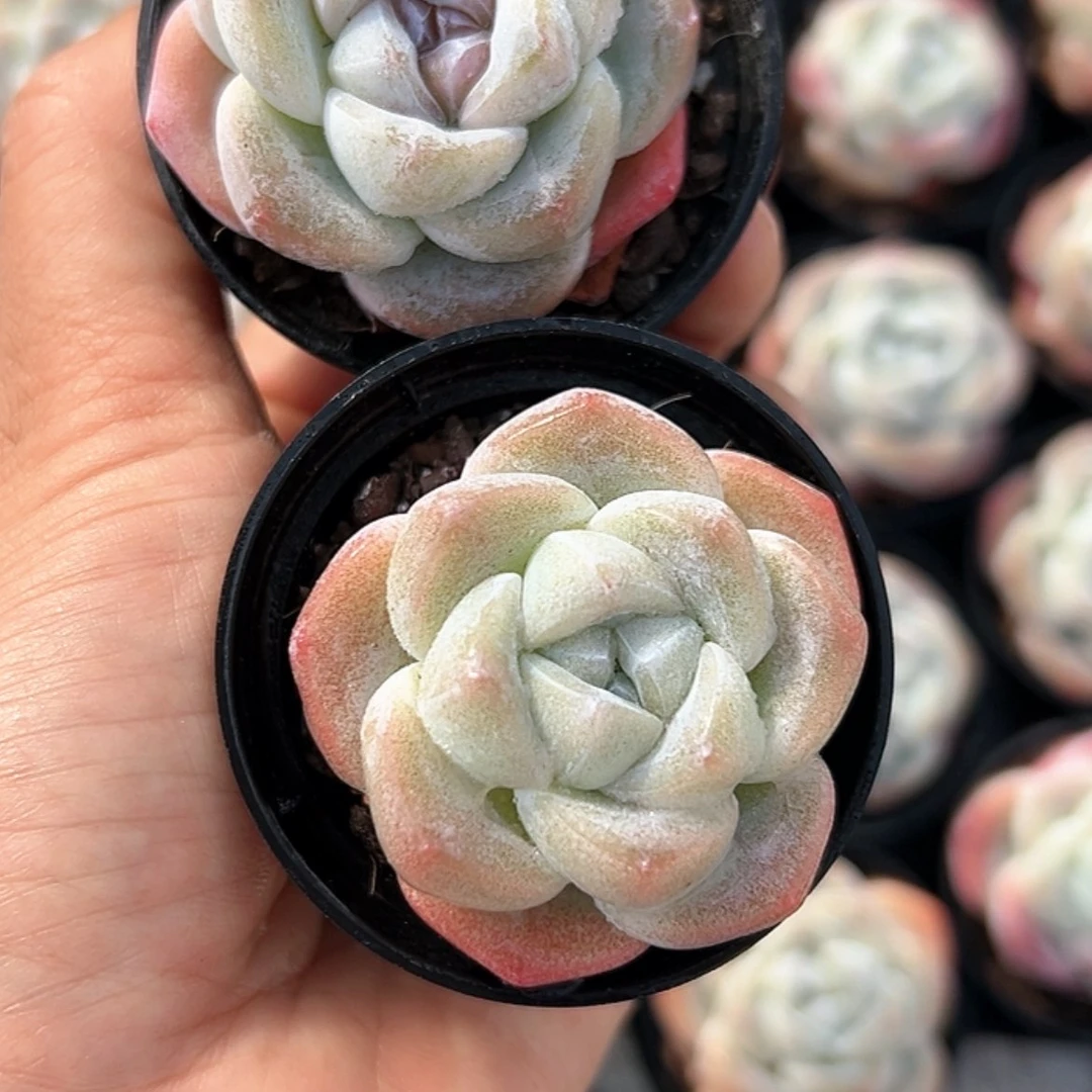【闪购商品】2颗 冰玉
