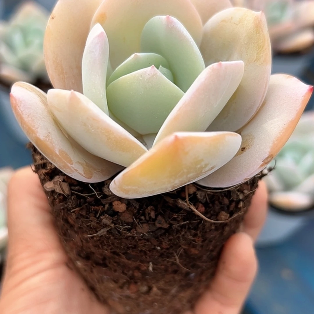 【闪购商品】抹茶 多肉 稀有