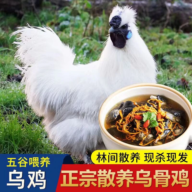 源头生态散养白凤乌鸡乌骨鸡当天现杀不带内脏·顺丰上门·新鲜到家