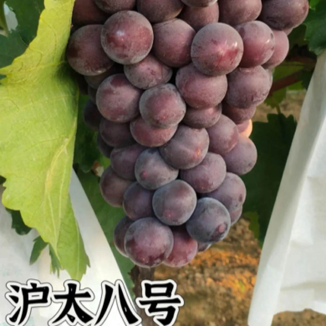 早熟 沪太八号葡萄苗 抗病有香味（3件包邮）