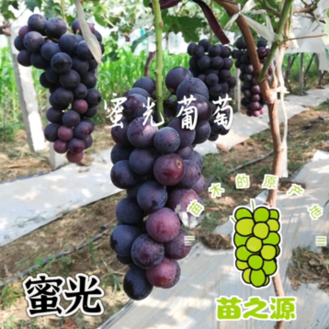早熟 蜜光葡萄苗 玫瑰香味 抗病  好结果（3件包邮）