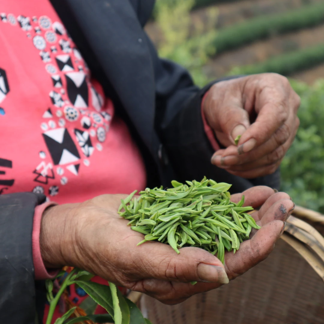豫中茗2025信阳毛尖雨前黑龙潭中芽【群体种】