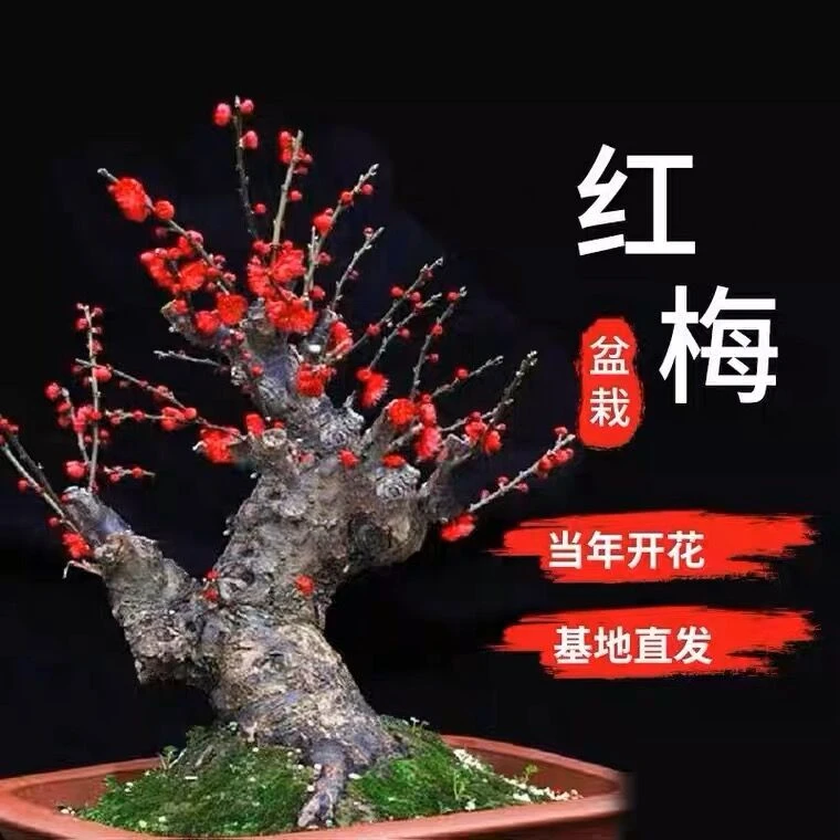 【精选红梅老桩】南北方种植 盆栽盆景 过年开花