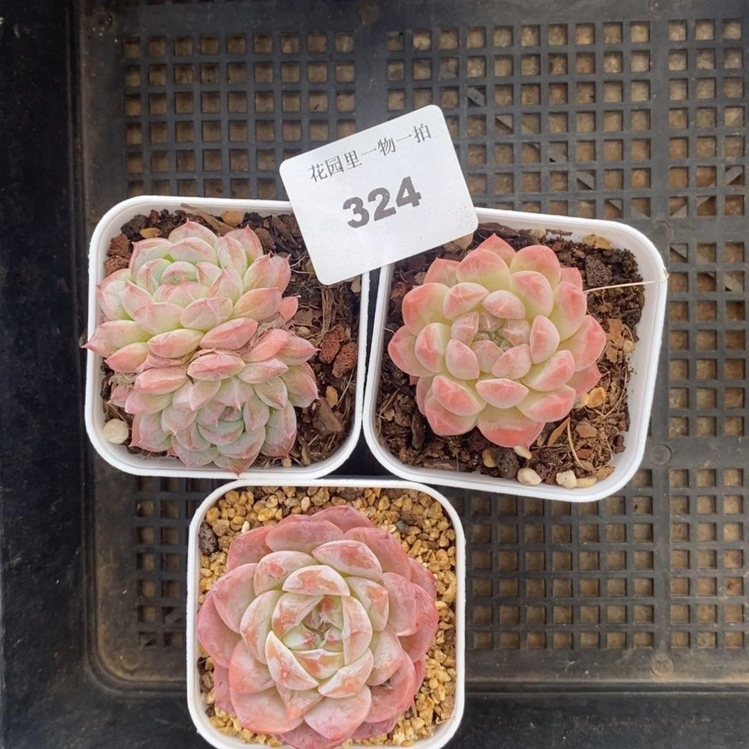 脱土发货 不包整 偏远地区不包邮 324