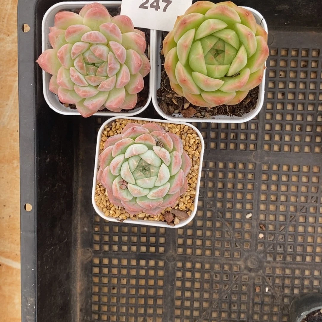 脱土发货 不包整 偏远地区不包邮247