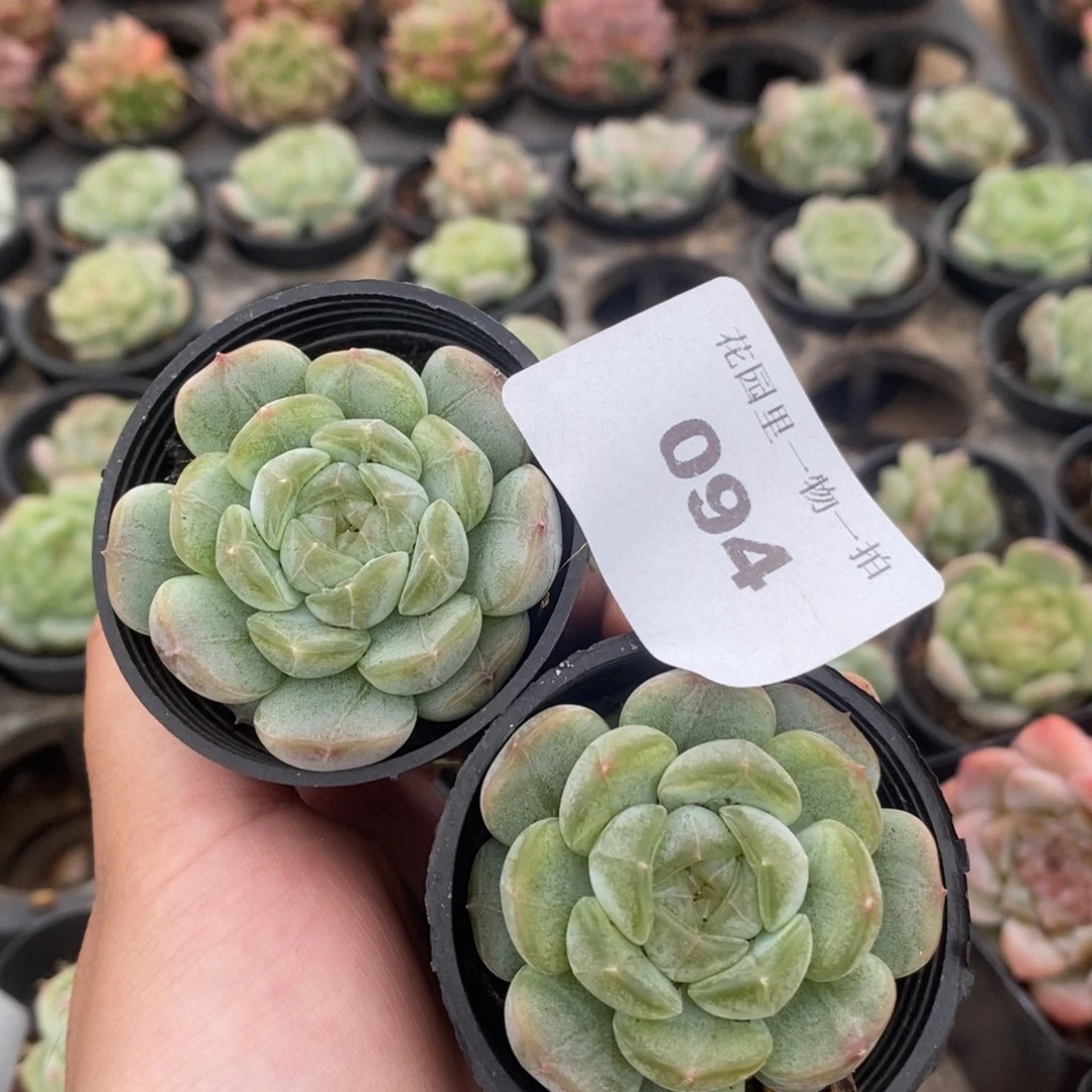 两颗白色恋人 专拍 094