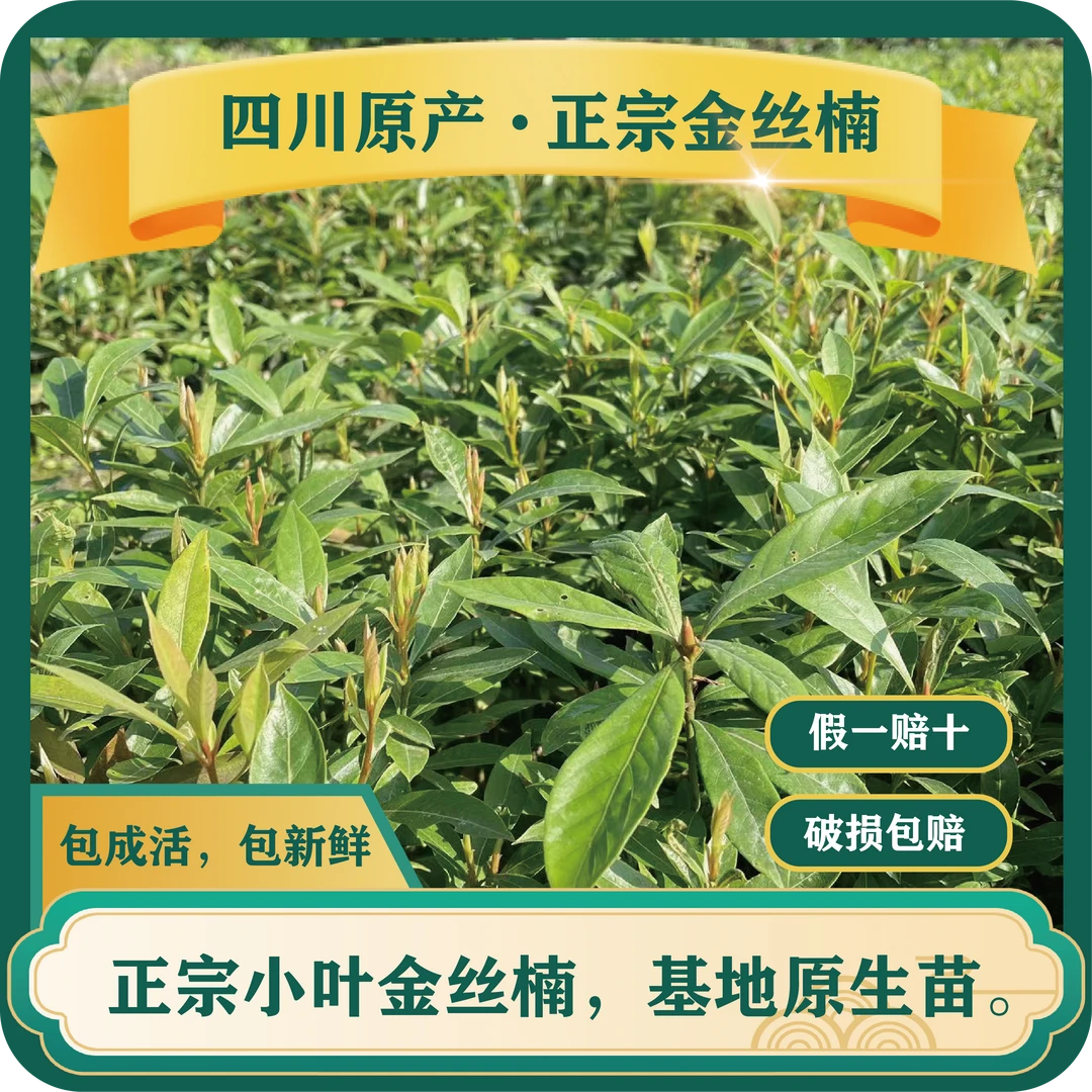 正宗小叶四川金丝楠木一物一拍