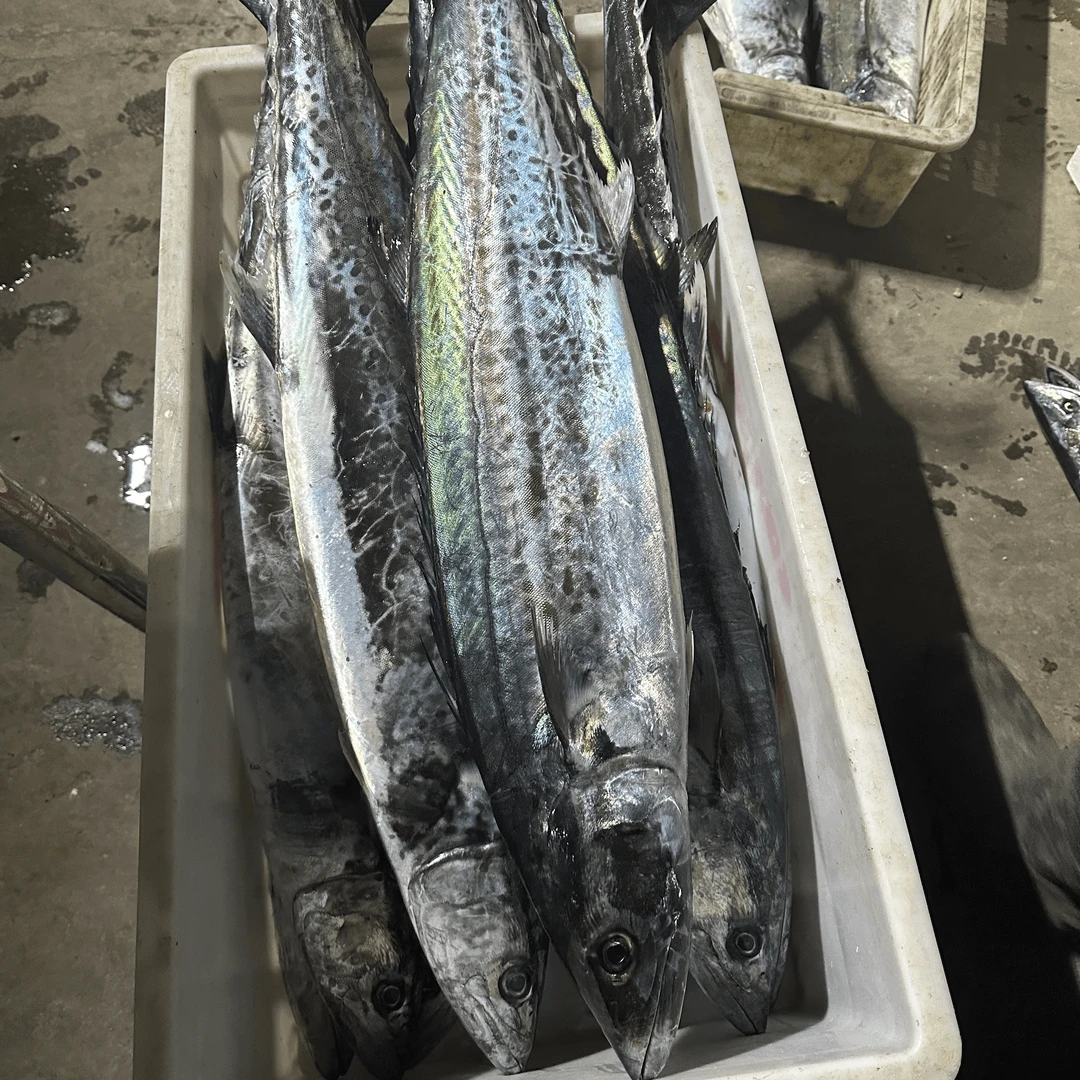 渤海湾 鲅鱼 燕尾鲅 马鲅鱼 8-9两/条 到手4斤 码头下船直发